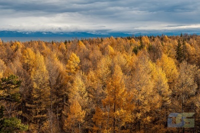 Светлохвойная тайга. Фото Н.Вдовченко